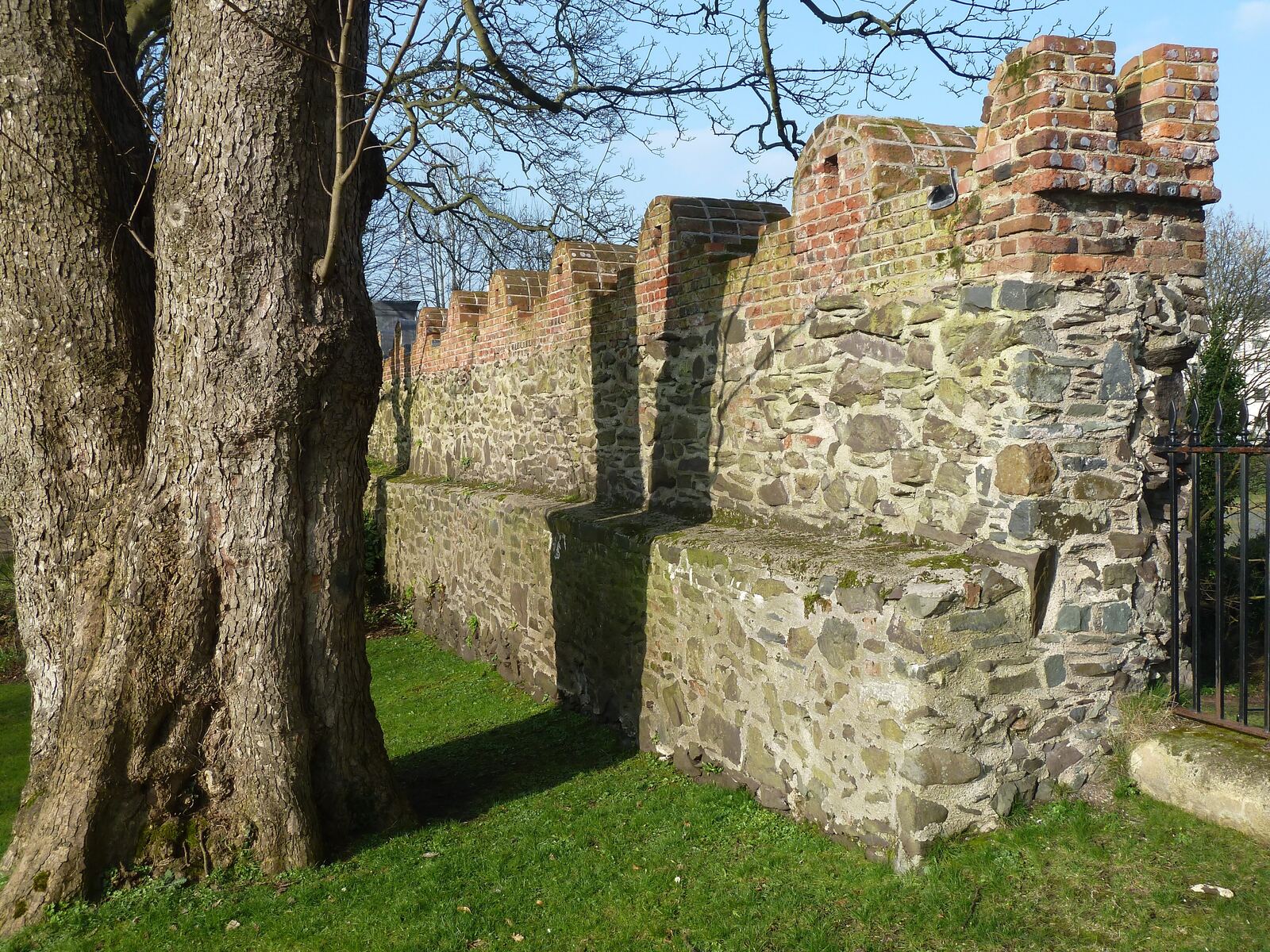 The old stone and brick walls of Castle Gardens, Lisburn, beside a mature tree